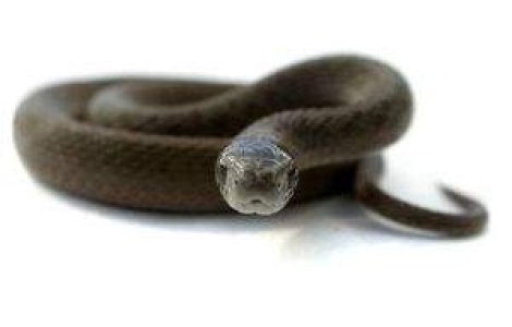 Serpii fac anual aproape 100.000 de victime