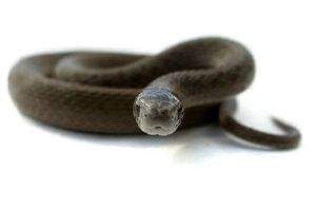 Serpii fac anual aproape 100.000 de victime