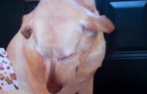  Video  Cel mai vinovat caine!