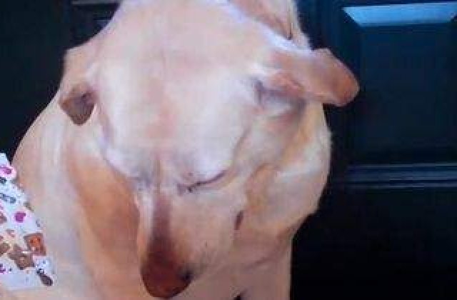 [VIDEO] Cel mai vinovat caine!