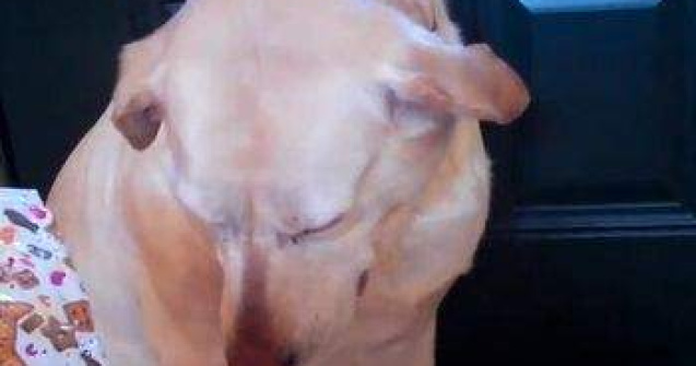  Video  Cel mai vinovat caine!