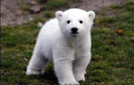  Video  Celebrul urs polar Knut a murit