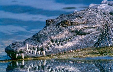  Top  10 curiozitatitati fascinante care te vor lasa fara cuvinte. Le stiai?