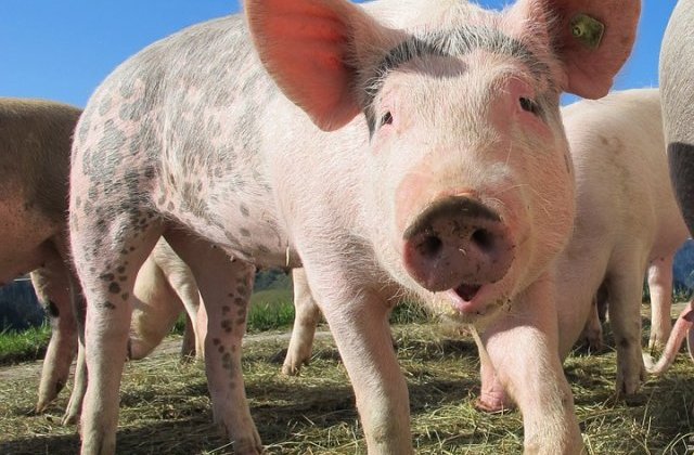 Administratorul fermei de porci detinute de fiul lui Dragnea, trimis in judecata