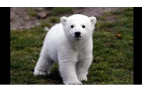  Video  Ultimele clipe din viata ursului Knut