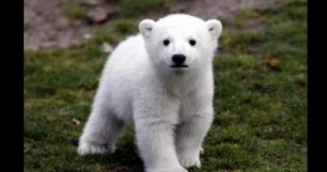  Video  Ultimele clipe din viata ursului Knut