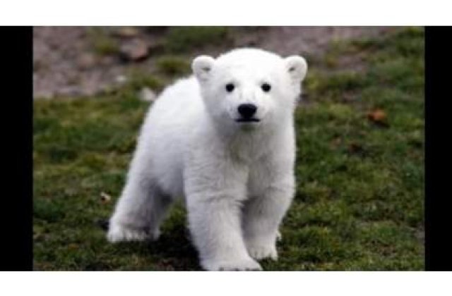 [VIDEO] Ultimele clipe din viata ursului Knut