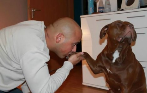  Top  10+ imagini care demonstreaza ca viata de caine e... mai buna decat a multora dintre noi