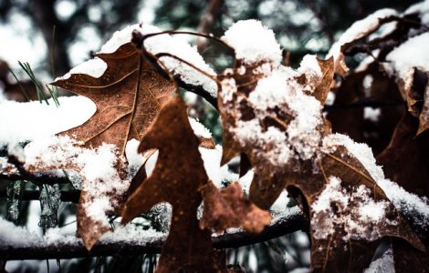 Avertizari cod PORTOCALIU si cod GALBEN de ploi si vant puternic pentru weekend. La munte va ninge