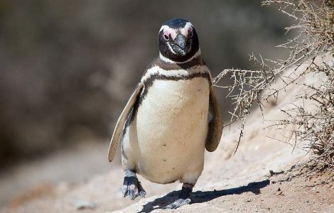  Video  Pinguinul plimbaret: A fost lasat liber in avion