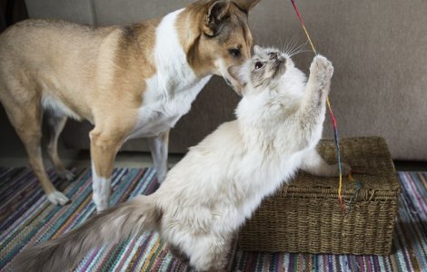  Top  10 rase de pisici care se comporta ca un caine