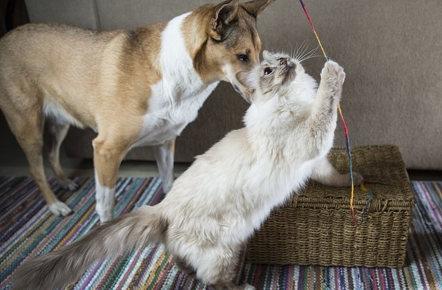 10 rase de pisici care se comporta ca un caine