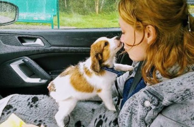 Dragoste la prima vedere! 10 catelusi care si-au cucerit stapanii instant