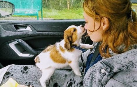  Top  Dragoste la prima vedere! Catelusi care si-au cucerit stapanii instant