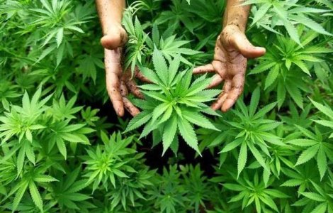 Timis: Politistii au descoperit o tona de cannabis, pus la uscat intr-o hala