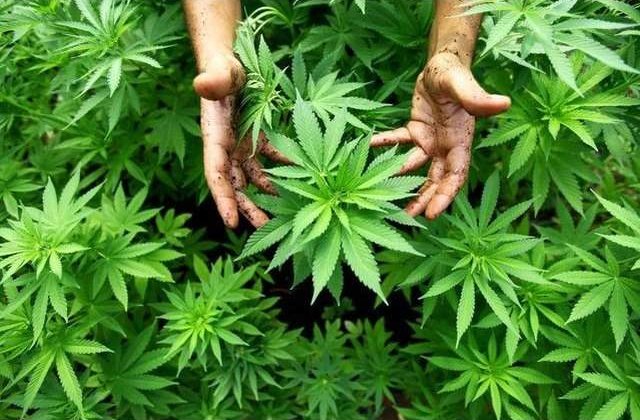 Timis: Politistii au descoperit o tona de cannabis, pus la uscat intr-o hala