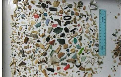 S.O.S: Plasticul ucide viata marina!