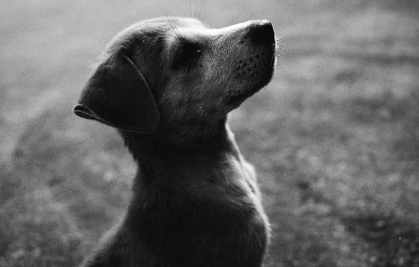 Aproape 1500 de persoane muscate de caini, in primele doua luni ale anului