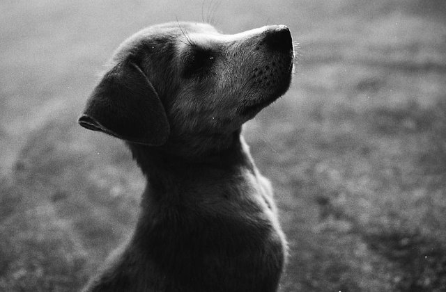 Aproape 1500 de persoane muscate de caini, in primele doua luni ale anului