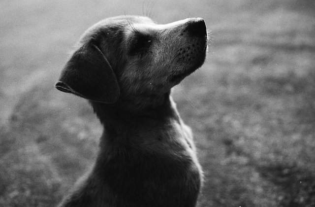 Aproape 1500 de persoane muscate de caini, in primele doua luni ale anului