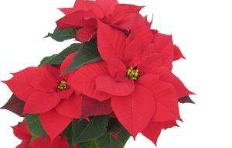  Top  TOP 6 Plante despre care nu stiai ca sunt toxice