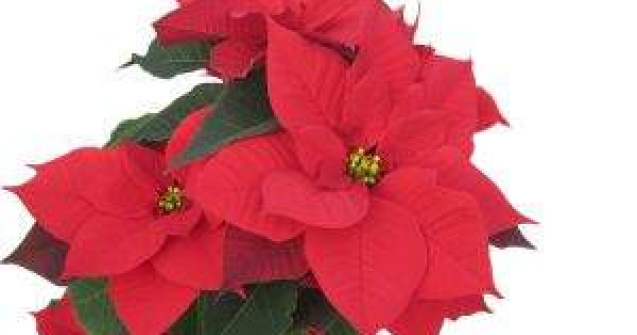  Top  TOP 6 Plante despre care nu stiai ca sunt toxice