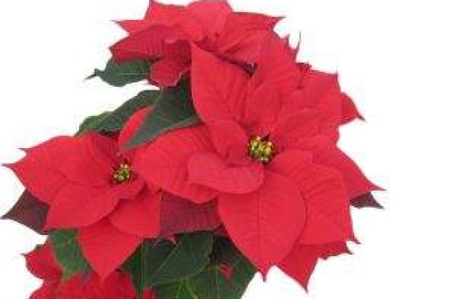 TOP 6 Plante despre care nu stiai ca sunt toxice