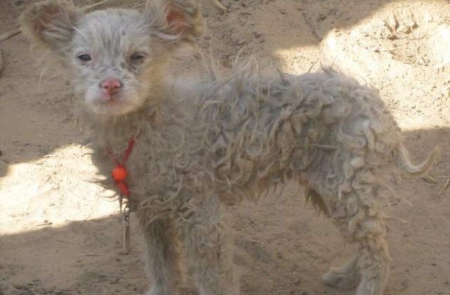 O oaie a nascut un caine