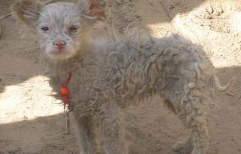 O oaie a nascut un caine