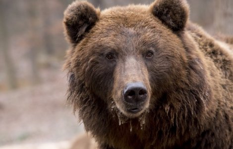  Video  Interventie a autoritatilor pentru gonirea unui urs care s-a facut aparitia pe strazile din Valenii de Munte