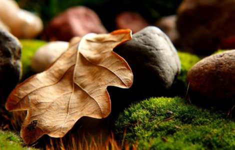 Cum iti poti ingriji rapid si eficient gradina toamna? Cele mai noi echipamente moderne, o solutie optima