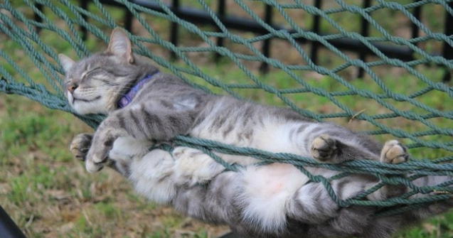  Top  Si somnul e o arta! 10 imagini cu pisici care au adormit in cele mai bizare pozitii... si locuri