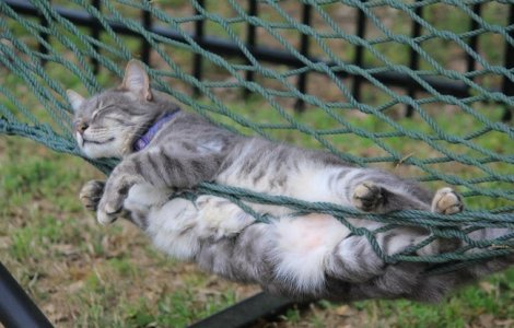  Top  Si somnul e o arta! 10 imagini cu pisici care au adormit in cele mai bizare pozitii... si locuri