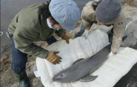 Pui de delfin salvat dintr-o orezarie, la doua saptamani dupa tsunami