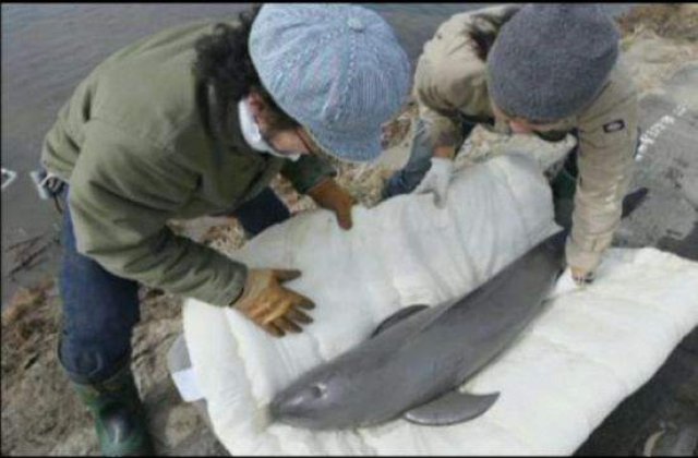 Pui de delfin salvat dintr-o orezarie, la doua saptamani dupa tsunami
