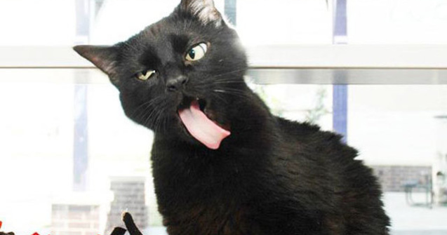  Top  Razi cu lacrimi! 10 animale care nu sunt deloc fotogenice