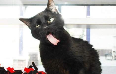  Top  Razi cu lacrimi! 10 animale care nu sunt deloc fotogenice