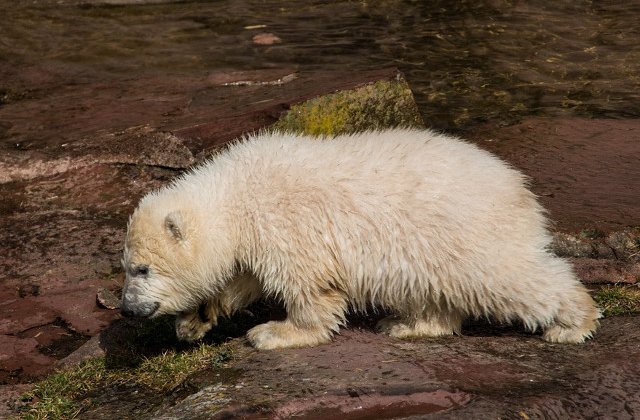 Un pui de urs polar, descoperit la o distanta de 700 de kilometri de habitatul sau