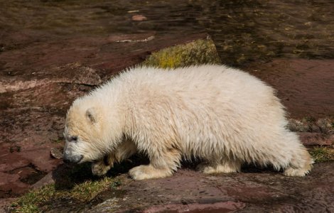 Un pui de urs polar, descoperit la o distanta de 700 de kilometri de habitatul sau