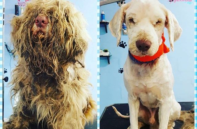 Un caine abandonat, transformat complet dupa ce a fost salvat de pe strada