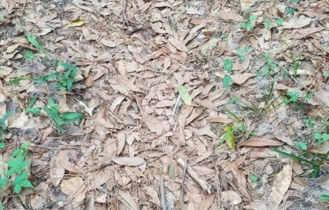  Top  Pariu ca nu gasesti animalele ascunse in aceste imagini?