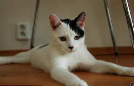 O pisica seamana perfect cu Hitler