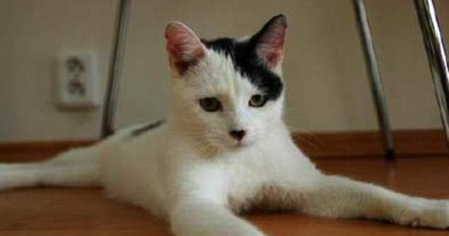 O pisica seamana perfect cu Hitler