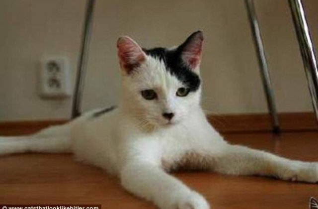 O pisica seamana perfect cu Hitler