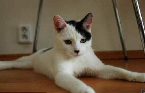 O pisica seamana perfect cu Hitler