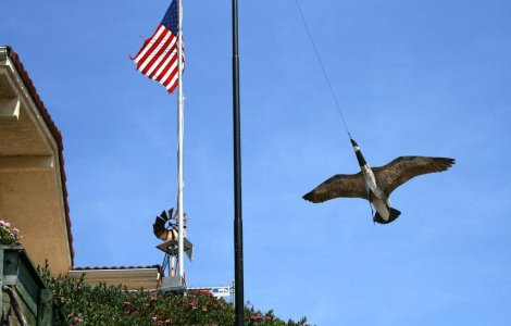 "Rata schioapa" este, de fapt, o "rata colocviala"