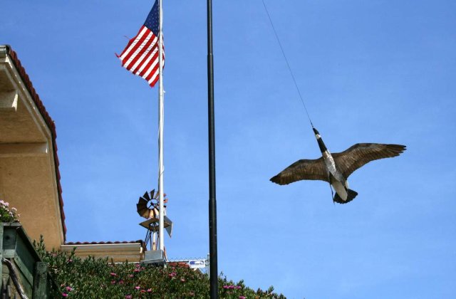 "Rata schioapa" este, de fapt, o "rata colocviala"