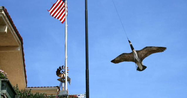 "Rata schioapa" este, de fapt, o "rata colocviala"