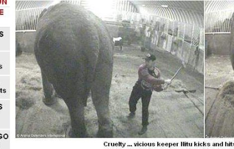  Video  Elefantica de la circ, batuta de un roman, pleaca in safari