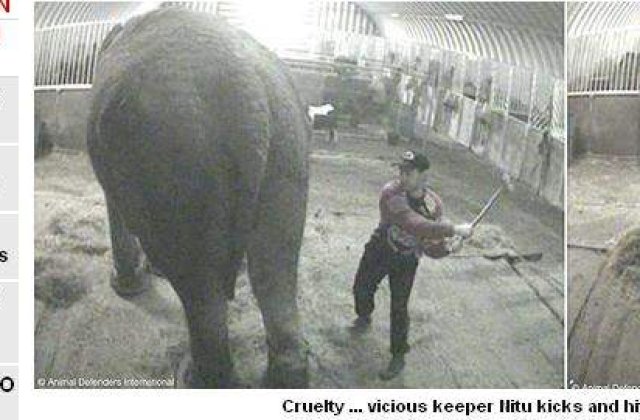 [VIDEO] Elefantica de la circ, batuta de un roman, pleaca in safari